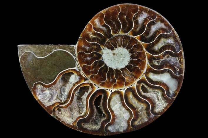 Agatized Ammonite Fossil (Half) - Madagascar #83825